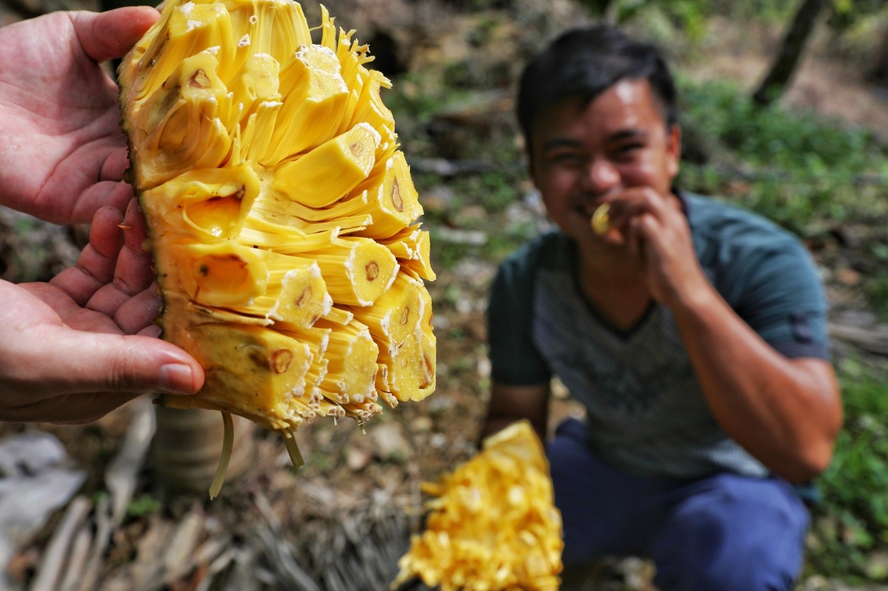 广西热作所先锋队到玉林博白县指导菠萝蜜产业发展 | 广西壮族自治区亚热带作物研究所